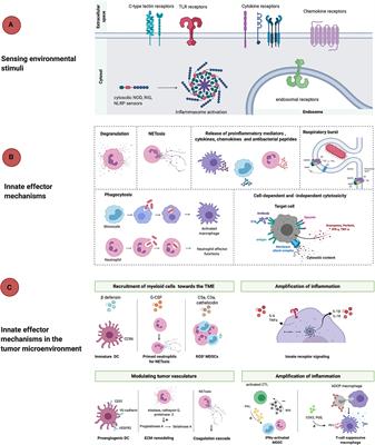 Innate Immune Defense Mechanisms by Myeloid Cells That Hamper Cancer Immunotherapy